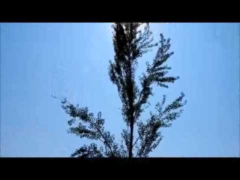 ženska klapa ĆAKULONE - O, jablane moj visoki.wmv