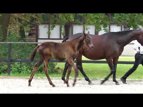 Stutfohlen vom Helium