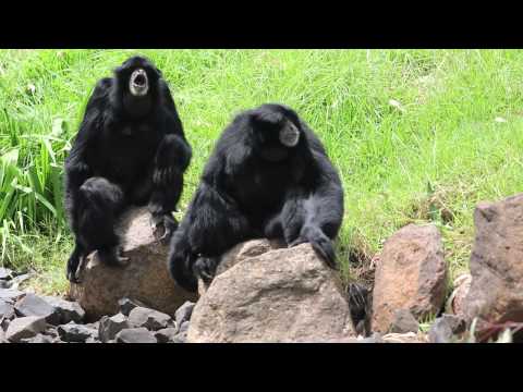 Simian Apes at Dubbo Zoo
