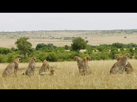 Spotting A Rare Group of 8 Cheetah! | Seven Worlds, One Planet | BBC Earth