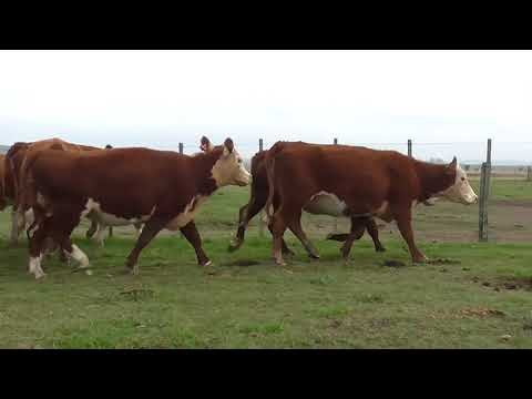 Lote 12 Vaquillonas Vacas Preñadas HEREFORD 440kg - , Cerro Largo