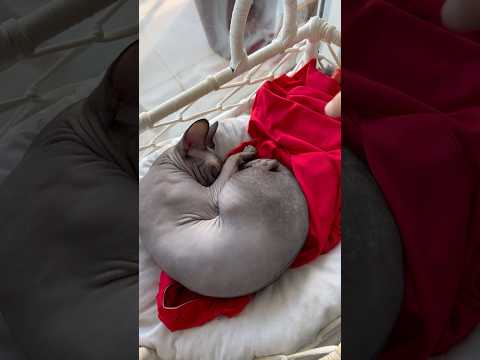 Uyuyor numarası yapan kedi mi ? 😂