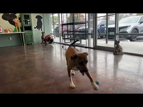 June Bug, an adoptable Black Mouth Cur in San Antonio, TX_image-1