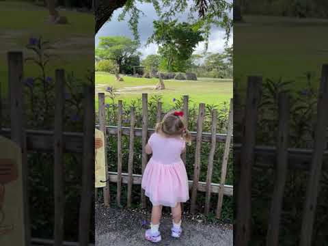 Toddler looks at giraffes