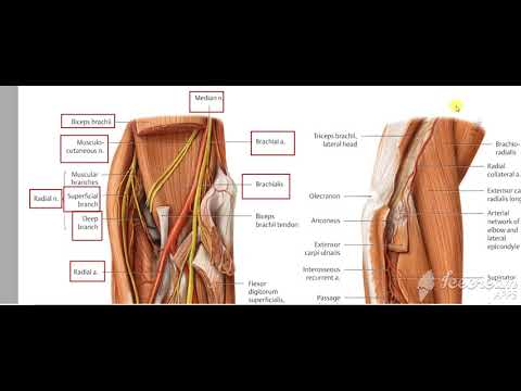 Flexor carpi ulnaris relations
