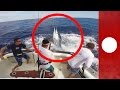 Fisherman Narrowly Avoids Being Impaled By Huge Marlin Australia