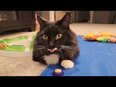 Tuxedo cat licking catnip sugar ball leads to adorable tongue out blep