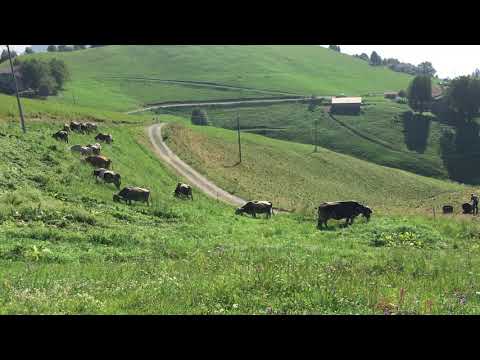 dossena...mucche al pascolo ...fanno musica 9-2018