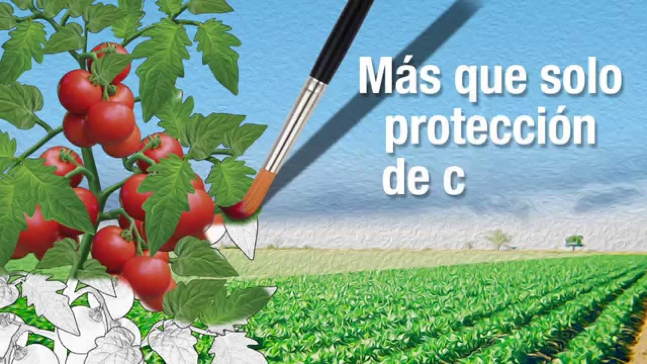 Фунгіцид Антракол з.п 10 кг