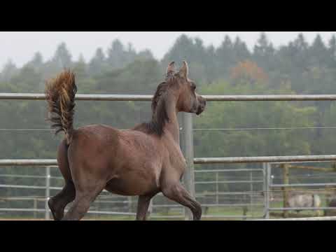 DF Rashad by DF Malik Jamil x Rayhanah Bint Rebecca