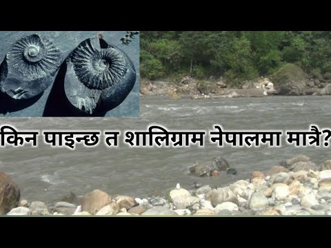शालिग्राम नेपालकाे कालीगण्डकी नदीमा मात्रै यस कारण पाइने रहेछ | Shaligram in Kaligandaki river Nepal