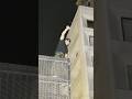 Birthday King Shahrukh Srk Waves At His Fans At Mannat Shortsvideo Shortvideo Shorts Short