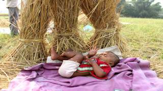 An Indian Rice Harvest: A Story from the 1,000 Days
