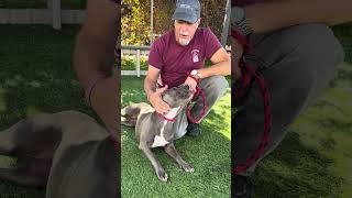 Video preview image #1 American Pit Bull Terrier Puppy For Sale in Pasadena, CA, USA