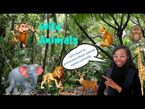 Wild animals/animali selvaggi in inglese