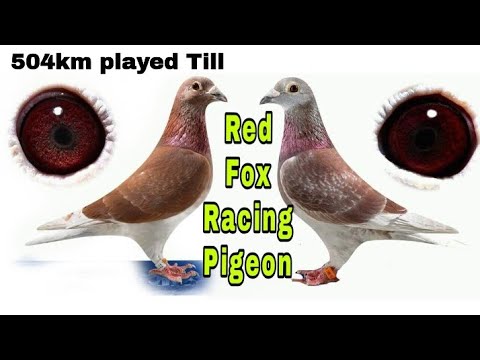 Some Red Fox Piegon Of Sky Divers Loft | Red Fox Racing Pigeon | Red Racer Piegon | Piegon