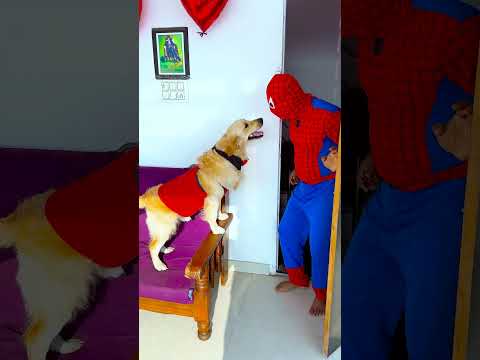 कौन बुरा लगा था मेरे डॉगी को😱 #funnydogs #shorts