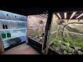 PROPER Breeding Room Setup BLEM GENETICS