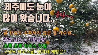 제주에 많은 눈이 내렸고 코로나로 감귤 수확을 하지 않은 과수원, 몇알 남은 꿀맛 노지황금향, 하우스텃밭채소…