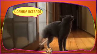 Видео прикол про котов Короткие приколы про животных