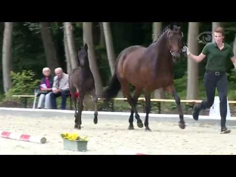 Fohlen von Quantensprung - Danone II