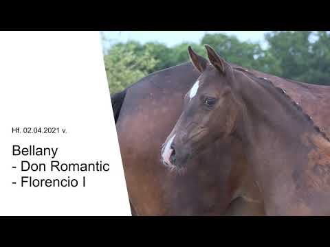 Hf v Bellany x Don Romantic x Florencio I 2021