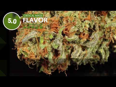 Strain Profile: Critical Mass
