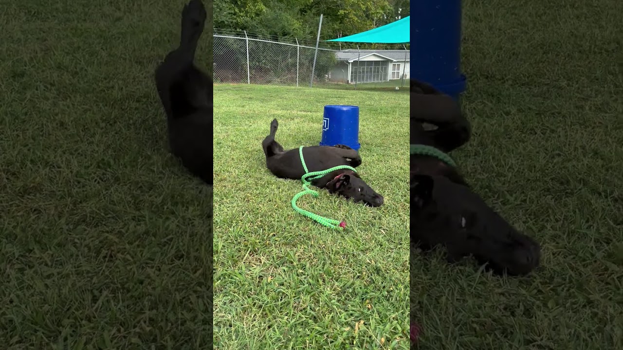 Max, a Adoptable mixed breed in Roxboro, NC video 6/6