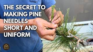 Mastering Bonsai: Techniques & Hacks on Caring for and Styling your Japanese Black Pine Bonsai