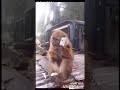 Kannada Funny WhatsApp Status Monkey Talking In Cell Phone