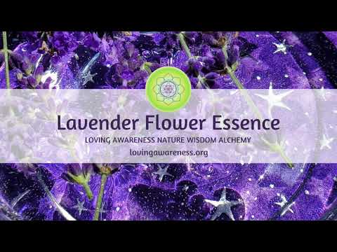 download lagu mp3 mp4 Lavender Purple Essence, download lagu Lavender Purple Essence gratis, unduh video klip Lavender Purple Essence