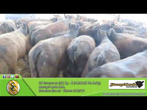 06-12-19 - Venta de Machos - Jauregui Lorda S.R.L. - Brandsen
