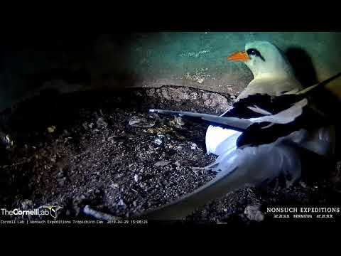 White-tailed Tropicbirds Switch Brooding Duties – April 29, 2019