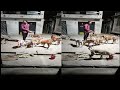 Street Dogs Ki Seva Seva Care Aur Pyaar Street Dog Ke Liya Amazing Street Dog Video Part 1