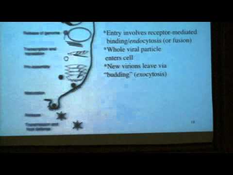 Viruses From Scratch - 2010 Buhl Lecture