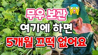무보관은 여기에 하면 5개월도 끄떡없어요. 내년 봄까지 가을무 먹을수있는 보관법
