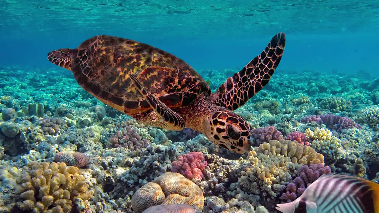 Zeeschildpad - Natuurbeelden in de klas