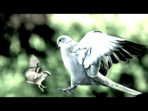 the sparrow and the dove