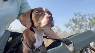 Video preview image #1 Boxer-Unknown Mix Puppy For Sale in Orlando, FL, USA