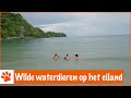 Je bent nooit alleen op een onbewoond eiland!!! | DierenpraatTV
