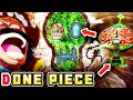 The Best One Piece Theory You Ll Ever Watch I Guess