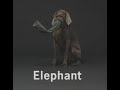 William Wegman S Alphabet Soup
