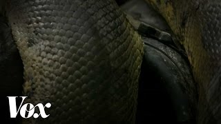 Discovery's "Eaten Alive" fact-checked by an actual snake scientist