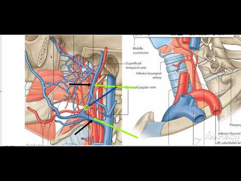External Carotid Relations 3