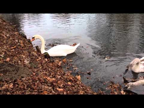 #Łabędź niemy #Gdańsk #Jelitkowo zbiornik retencyjny Jelitkowska 2013