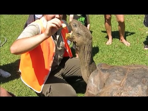 Hugo the Galapagos Tortoise Tries to Bite Zoo Keeper