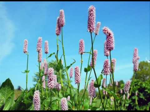 Grace Greater Than All Our Sin