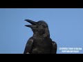 Jungle Crow / Corvus macrorhynchos /जंगली कौआ /Agar Malwa /Motisagar pond /By Lokendra Singh Chouhan