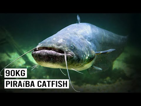 Hunting For GOLIATH River Monsters Deep In The Amazon