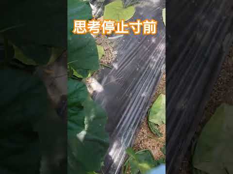 トンネル温室の窓枠を設置し、脱脂シリコンシールを追加